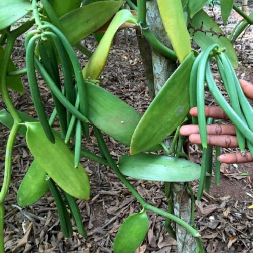 Pure Essential's vanilla Essential Oil