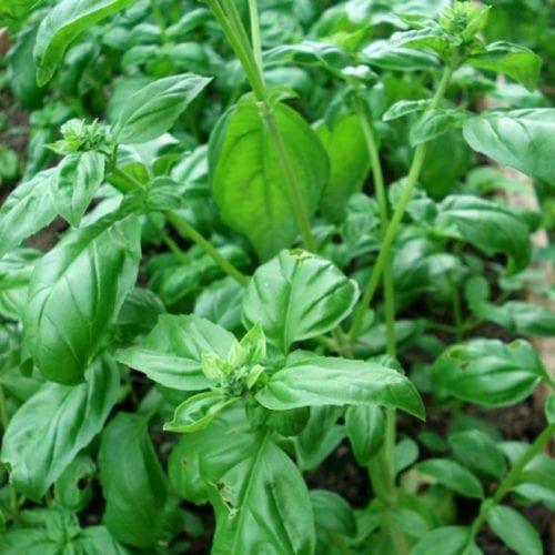 Pure Essentials Basil Essential Oil