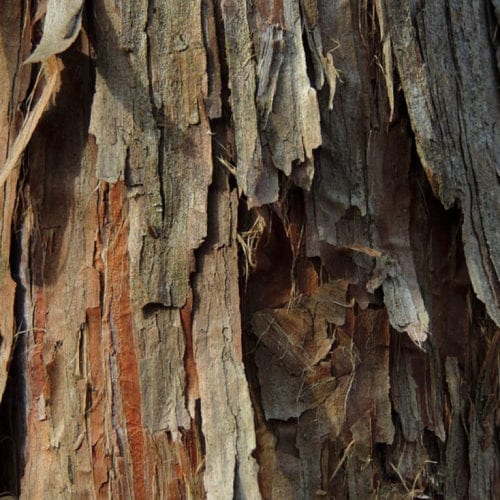 Diffuser Safe Cedarwood Virginian Essential Oil