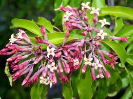 Pure Amyris Essential Oil