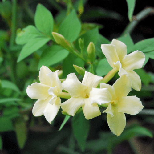 Jasmine essential oil