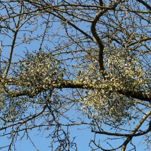 Sandalwood: Pure Essential Oil   OR.   %3 Dilution in Golden Jojoba