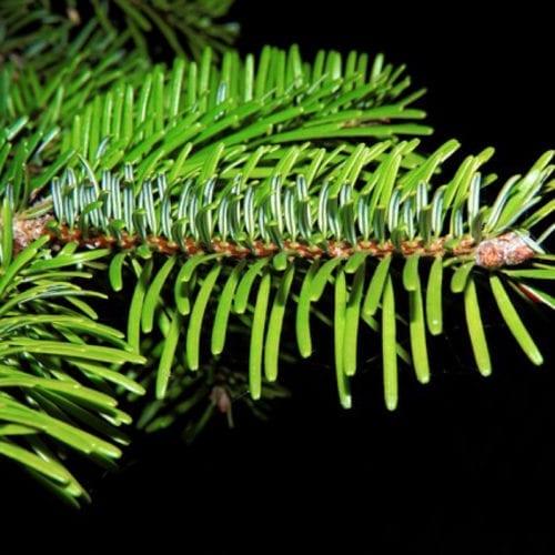 Pure Black Spruce Essential oil