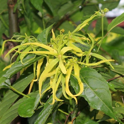Pure Ylang Ylang Essential Oil